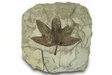 Fossil Sycamore (Macginitiea) Leaf - Utah #323388-1